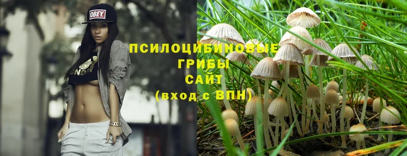 Галлюциногенные грибы Cubensis  где можно купить наркотик  Орск 